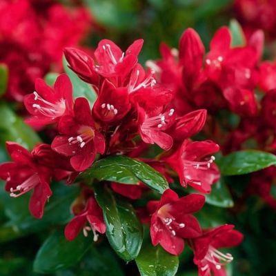 Вейгела Ред Принц, С3 - Dolina-Sad.Ru