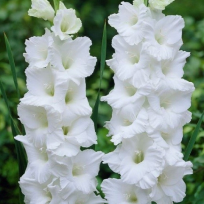 Гладиолус Сансер Гладиолус Сансер фото