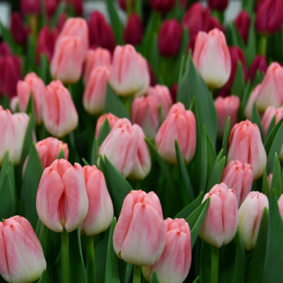 Тюльпан Супермодель Тюльпан Супермодель - Dolina-Sad.Ru