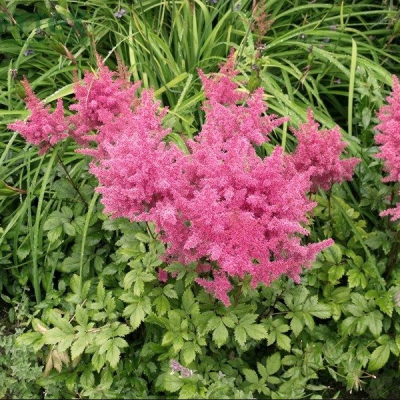 Астильба Ту Хэв энд ту Холд Астильба Ту Хэв энд ту Холд фото