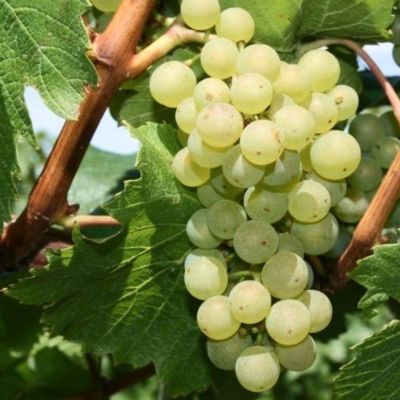 Виноград Алтайский белый Виноград Алтайский белый - Dolina-Sad.Ru