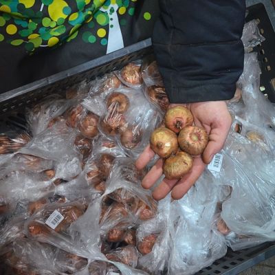 Гладиолус Виста Гладиолус Виста фото