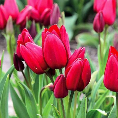 Тюльпан Фиери Клаб Тюльпан Фиери Клаб фото