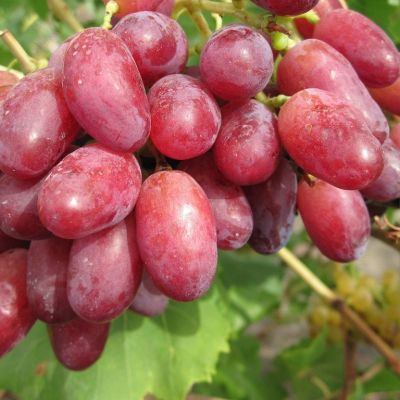 Виноград Шахиня Ирана - Dolina-Sad.Ru