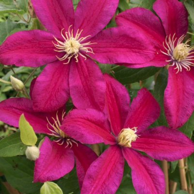 Клематис Сансет Клематис Сансет фото