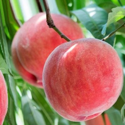 Персик Чемпион Персик Чемпион - Dolina-Sad.Ru