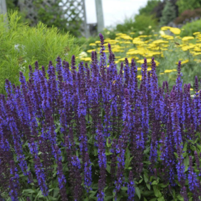 Шалфей дубравный Нью Дименшн Блю Шалфей дубравный Нью Дименшн Блю фото