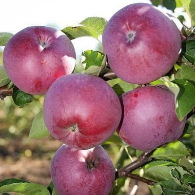 Яблоня Спартан/Зимняя фото