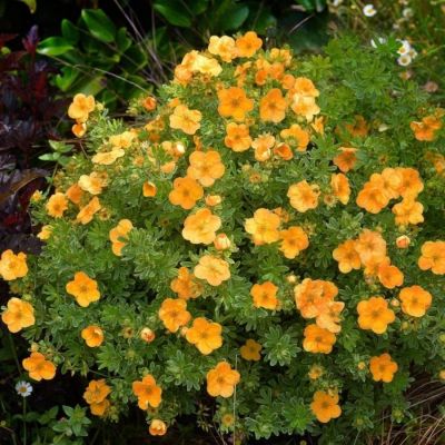 Лапчатка кустарниковая Манго Танго, С3 - Dolina-Sad.Ru