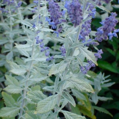 Перовския лебедолистная Силвери Блю Перовския лебедолистная Силвери Блю - Dolina-Sad.Ru