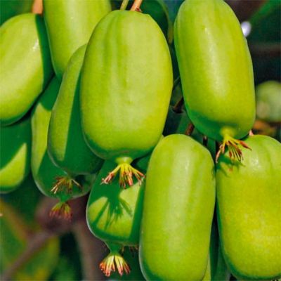 Актинидия аргута Джамбо Актинидия аргута Джамбо - Dolina-Sad.Ru