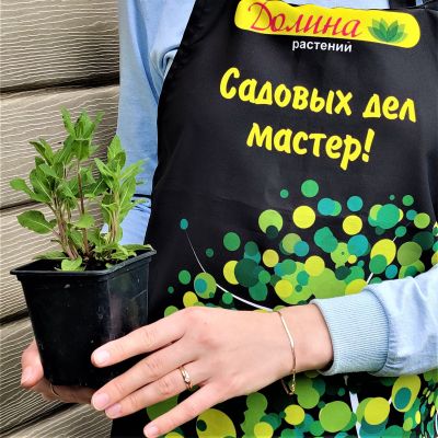 Шалфей дубравный Нью Дименшн Блю Шалфей дубравный Нью Дименшн Блю фото