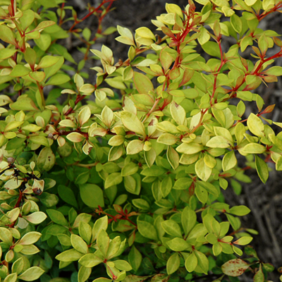 Барбарис Тунберга Голден Дрим Барбарис Тунберга Голден Дрим фото