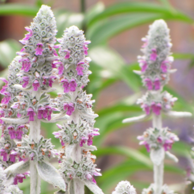 Чистец византийский фото