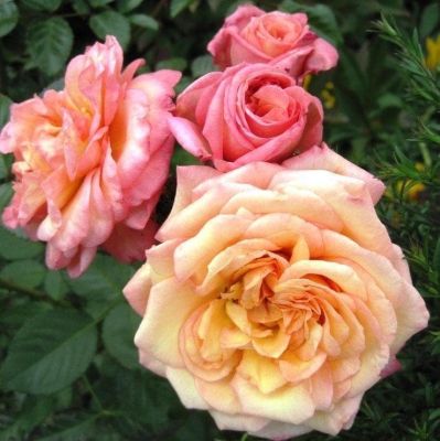 Роза Барок Роза Барок фото