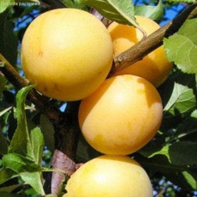 Слива Солнышко Слива Солнышко фото