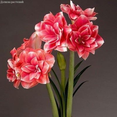 Амариллис Дабл Дрим Амариллис Дабл Дрим фото