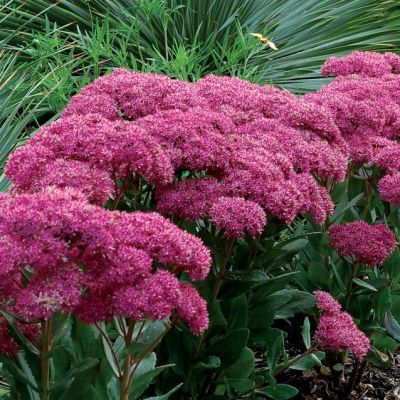 Седум Мистер Гудбуд , С1,5 Седум Мистер Гудбуд , С1,5 фото