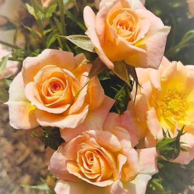 Роза Версилия - Dolina-Sad.Ru