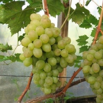 Виноград Ланселот - Dolina-Sad.Ru