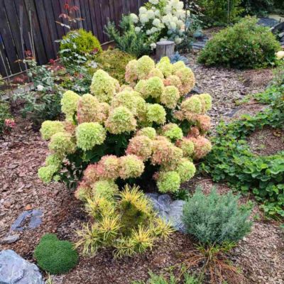 Гортензия метельчатая Би Грин - Dolina-Sad.Ru