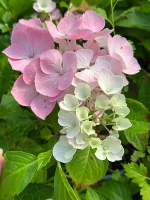 Гортензия крупнолистная Пинк Сенсейшн - Dolina-Sad.Ru