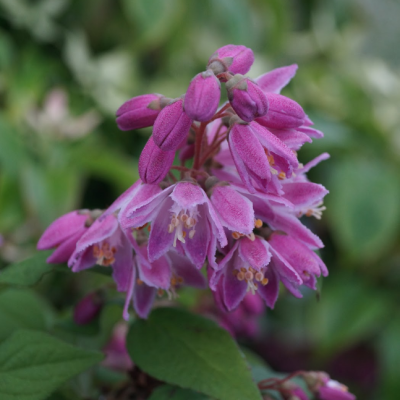 Дейция гибридная Турбиллон Руж Дейция гибридная Турбиллон Руж фото