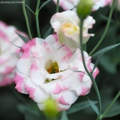 Эустома Эхо Шампань F1 фото