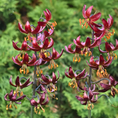 Лилия Клауди Шрайд (в горшке) Лилия Клауди Шрайд (в горшке) фото