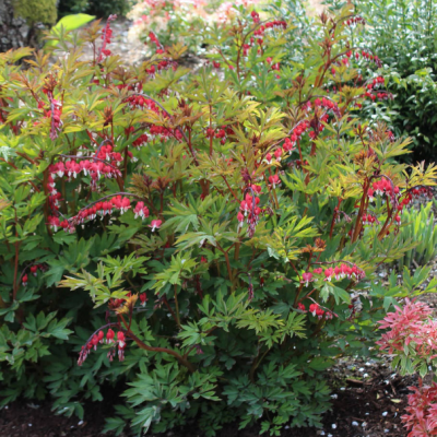 Дицентра Валентина Дицентра Валентина фото