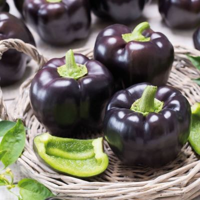 Перец Пурпурный колокол фото