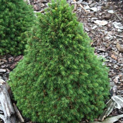 Ель обыкновенная Томпа Ель обыкновенная Томпа - Dolina-Sad.Ru