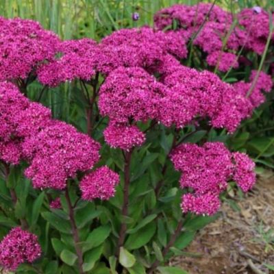 Седум Мистер Гудбуд , С1,5 Седум Мистер Гудбуд , С1,5 фото