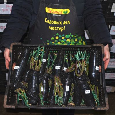 Роза Дама де Кюр Роза Дама де Кюр фото