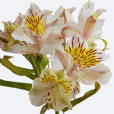 Альстромерия Венус Альстромерия Венус - Dolina-Sad.Ru