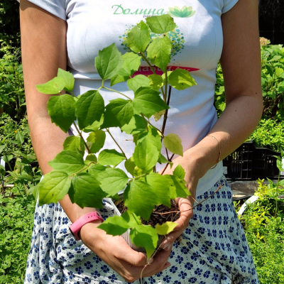 Жасмин Миннесота Сноуфлейк Жасмин Миннесота Сноуфлейк фото