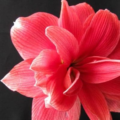 Амариллис Дабл Дрим Амариллис Дабл Дрим фото