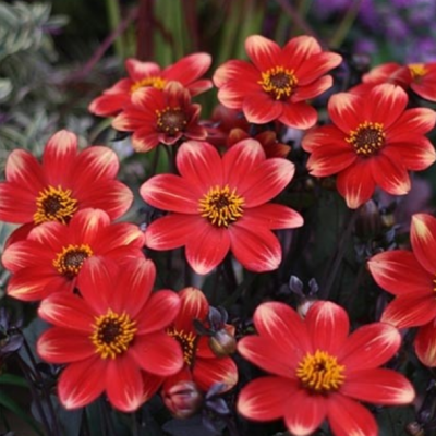 Георгина Дахлергия Биколор Георгина Дахлергия Биколор фото