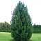 Сосна Кедровая (кедр) Сосна Кедровая (кедр) фото
