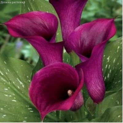 Калла Капитан Прадо Калла Капитан Прадо фото