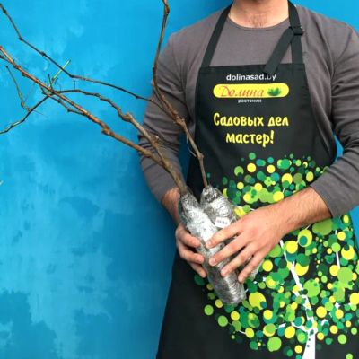 Виноград Белый Кишмиш Виноград Белый Кишмиш - Dolina-Sad.Ru