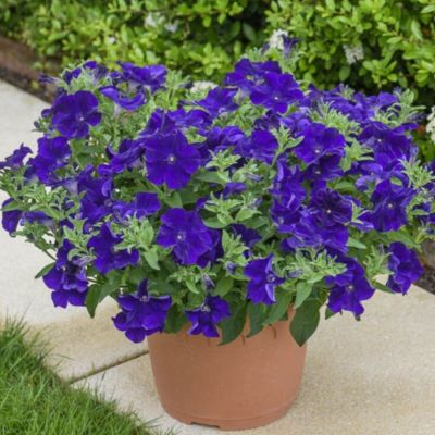 Петуния Оватион Блю Вельвет - Dolina-Sad.Ru