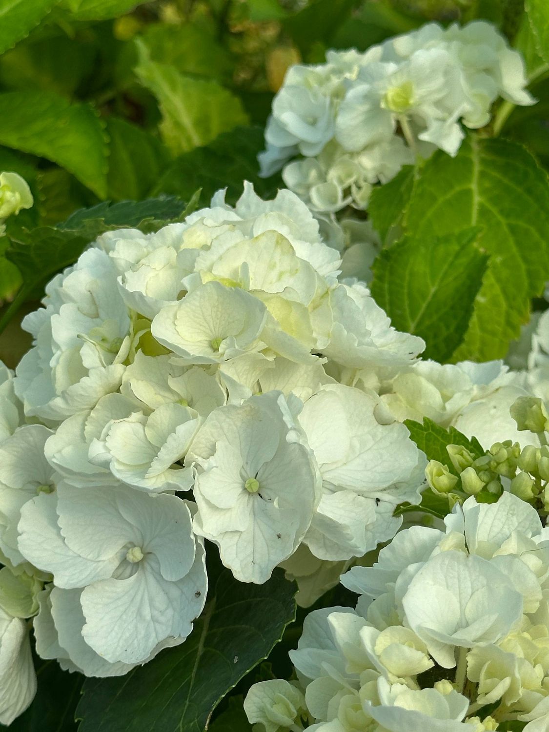 Гортензия крупнолистная Хай Кристал Пэлас Гортензия крупнолистная Хай Кристал Пэлас - Dolina-Sad.Ru