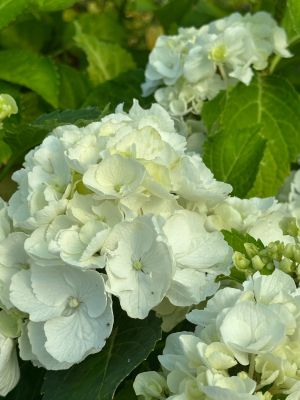 Гортензия крупнолистная Хай Кристал Пэлас Гортензия крупнолистная Хай Кристал Пэлас - Dolina-Sad.Ru