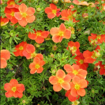 Лапчатка кустарниковая Мэрион Ред Робин Лапчатка кустарниковая Мэрион Ред Робин фото