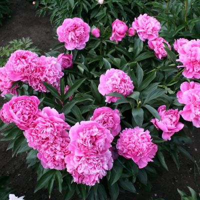 Пион Мисс Экхарт - Dolina-Sad.Ru