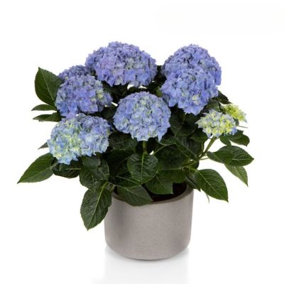 Гортензия крупнолистная Хай Хейло - Dolina-Sad.Ru