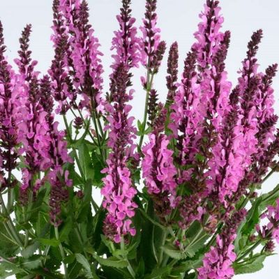 Шалфей Пинк Небула - Dolina-Sad.Ru