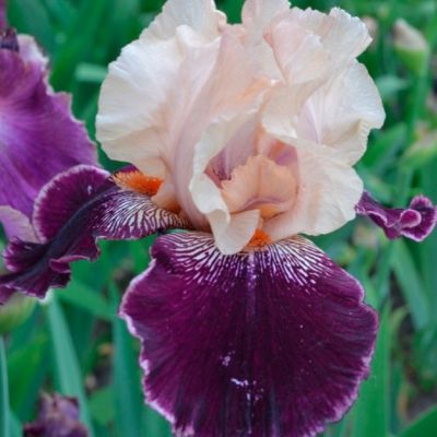 Ирис Русский Размер Ирис Русский Размер - Dolina-Sad.Ru