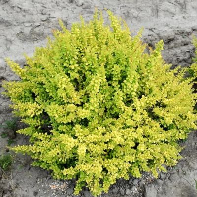 Барбарис Тунберга Сенсейшен / Сенсация Барбарис Тунберга Сенсейшен / Сенсация фото